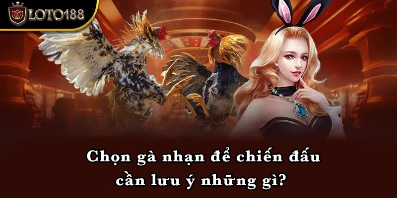 Chọn gà nhạn để chiến đấu cần lưu ý những gì? 